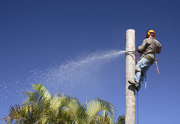 Tree and Shrub Care in Altamont, IL